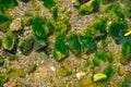 Green seaweed covered rocks and pebbles