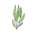 Green Seaweed illustration. Vector plant icon.