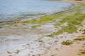 Green seaweed plant on the beach. Royalty Free Stock Photo