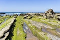 Green seaweed on rocks Royalty Free Stock Photo