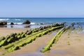 Green seaweed on rocky beach Royalty Free Stock Photo