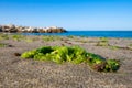 Green seaweed on the sand of beach of Cabopino next to Mediterranean Sea Royalty Free Stock Photo