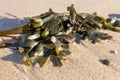 Green seaweed on sand closeup. Fresh wrack macro. Wild sea nature. Sea life.