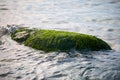 Green seaweed sea algae covered stone in sea water, beautiful wet sea moss close up Royalty Free Stock Photo