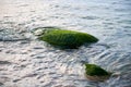 Green seaweed sea algae covered stone in sea water, beautiful wet sea moss close up Royalty Free Stock Photo