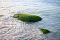 Green seaweed sea algae covered stone in sea water, beautiful wet sea moss close up Royalty Free Stock Photo