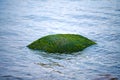 Green seaweed sea algae covered stone in sea water, beautiful wet sea moss close up Royalty Free Stock Photo