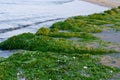 Green  seaweed at seashore . Seaweed invasion threat Royalty Free Stock Photo