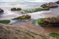 Green seaweed on stones, the sea coast Royalty Free Stock Photo