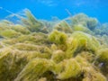 Green seaweed on tropical sea shore underwater photo. Fluffy sea plant on coral reef. Phytoplankton undersea
