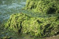 Green seaweed Ulva compressa Royalty Free Stock Photo