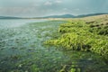 Green seaweed Ulva compressa Royalty Free Stock Photo