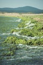 Green seaweed Ulva compressa Royalty Free Stock Photo