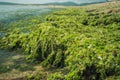 Green seaweed Ulva compressa Royalty Free Stock Photo