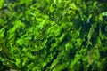 Green seaweed Ulva compressa.