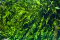 Green seaweed Ulva compressa. Royalty Free Stock Photo