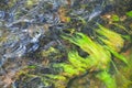 Green seaweed (Ulva compressa). Marine fish Royalty Free Stock Photo