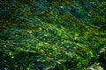 Green seaweed underwater background from above. Algae in ocean water. Background and surface texture Royalty Free Stock Photo