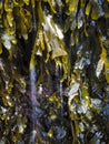 Green seaweed Royalty Free Stock Photo