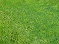 Green seaweed on waterline. Royalty Free Stock Photo