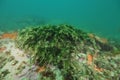 Green seaweeds in current