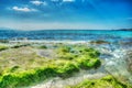 Green seaweeds on the rocks in Le Bombarde beach in hdr Royalty Free Stock Photo