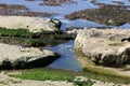 Green seaweeds on the rocks on the shores of the Mediterranean Sea Royalty Free Stock Photo