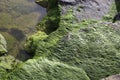 Green seaweeds on the rocks on the shores of the Mediterranean Sea Royalty Free Stock Photo