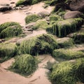 Green seaweeds and rocks in Waterville, County Kerry - vintage effect.