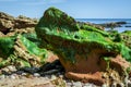 green seaweeds on roks on the beach Royalty Free Stock Photo