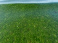 Green Seaweeds Tide Overgrowth Background