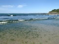 Green Seaweeds Tide Overgrowth on Brittany Coast Royalty Free Stock Photo