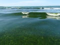 Green Seaweeds Tide Overgrowth