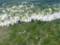 Green Seaweeds Tide Overgrowth