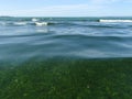 Green Seaweeds Tide Overgrowth