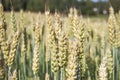 Green secale cereale rye field Royalty Free Stock Photo