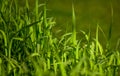 Green sedge on bog