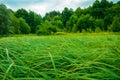 Green sedge Royalty Free Stock Photo