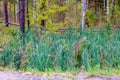 Green sedge on a bog in summer Royalty Free Stock Photo