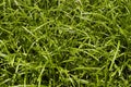 Green sedge closeup Royalty Free Stock Photo