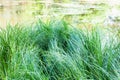 Green sedge grass on riverbank in summer