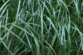 Green sedge