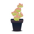 Green Sedum Rubrotinctum or jelly bean plant