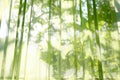 The green see-through curtains. Visible shadow behind leaves. background.
