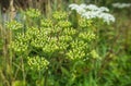 Green seed capsules of Common Hogweed Royalty Free Stock Photo