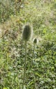 The green seed head of a wild teasel Royalty Free Stock Photo