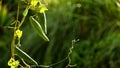 Green seed pods of Cowslip creeper, Pakalana vine, Tonkin jasmine Telosma Minor Craib hanging with the vine in the organic garde Royalty Free Stock Photo