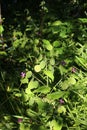 Green seed pods forming on annual honesty plant