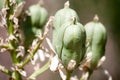 Green Seed Pods West Texas Plant