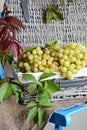 Green Seedless Grapes in the basket